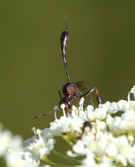 Gasteruption hastator