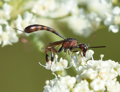 Gasteruption hastator