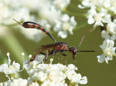 Gasteruption hastator