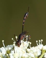 Gasteruption hastator