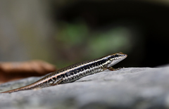 Sphenomorphus incognitus