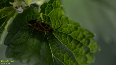 Eurydema