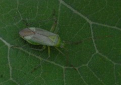 Adelphocoris quadripunctatus