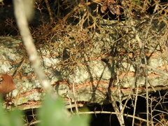 Quercus × avellaniformis