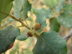 Quercus × avellaniformis