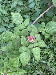 Rubus niveus image