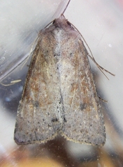 Apamea alia