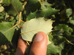 Quercus × avellaniformis