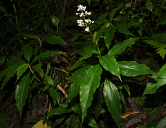 Pollia secundiflora