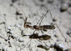 Stenolemoides arizonensis