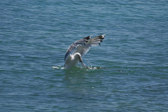 Larus cachinnans