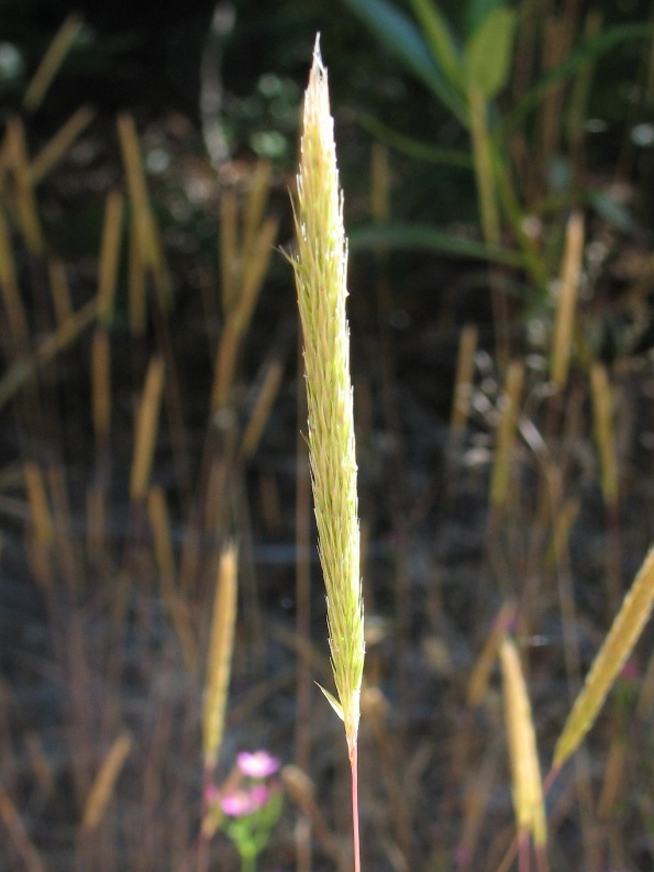 Gastridium phleoides