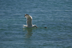 Larus cachinnans