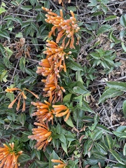Pyrostegia