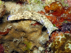 Plakobranchus