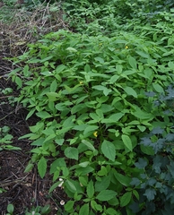 Impatiens noli-tangere