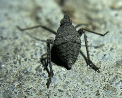 Orgerius