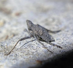 Orgerius