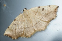 Eilicrinia trinotata