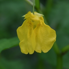 Impatiens noli-tangere