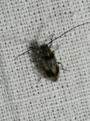 Exocentrus punctipennis