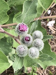 Arctium tomentosum