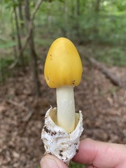 Amanita arkansana