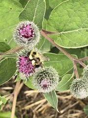 Arctium tomentosum