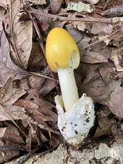 Amanita arkansana
