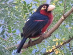 Lybius bidentatus