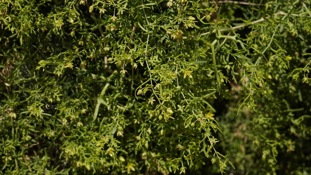 Malacocarpus