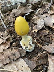 Amanita arkansana