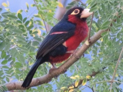 Lybius bidentatus