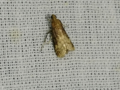 Euzophera fuliginosella