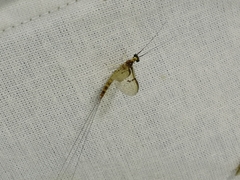 Ephemera vulgata