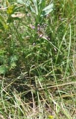 Allium carinatum