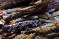 Stolotermes ruficeps