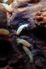 Stolotermes ruficeps