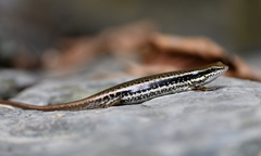 Sphenomorphus incognitus