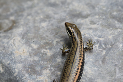 Sphenomorphus incognitus