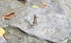 Sphenomorphus incognitus