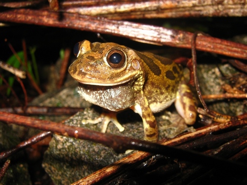 Smilisca fodiens