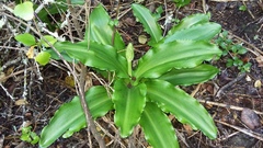 Veltheimia bracteata