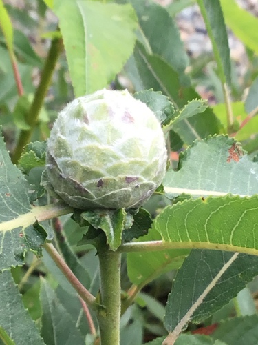 Willow Pinecone Gall Midge
