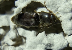 Conoderus falli