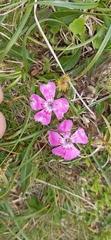 Dianthus alpinus