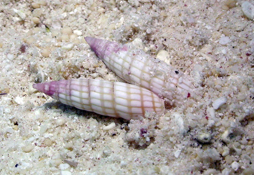 Hastula solida observed 2012-09-03