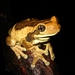 Vermiculated Tree Frog - Photo (c) Jorge Armín Escalante-Pasos, some rights reserved (CC BY), uploaded by Jorge Armín Escalante-Pasos