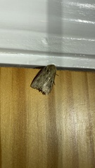 Agrotis exclamationis