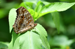 Junonia lemonias aenaria